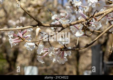 IPES boschetto di fioritura di alberi bianchi con attenzione selettiva nel comune di Marilia Foto Stock