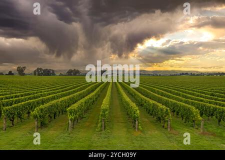 Filari di lussureggianti vigneti verdi a Blenheim, imponenti nuvole scure e scoppio di sole Foto Stock