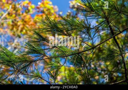 Pine Branch on the Path, Massachusetts, USA Foto Stock
