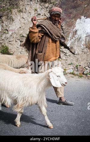 Pastore himalayano della valle di Lahoul Foto Stock