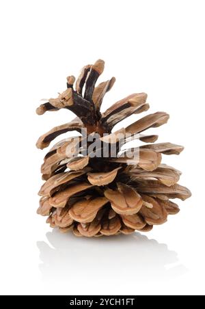 Pine cono isolato Foto Stock