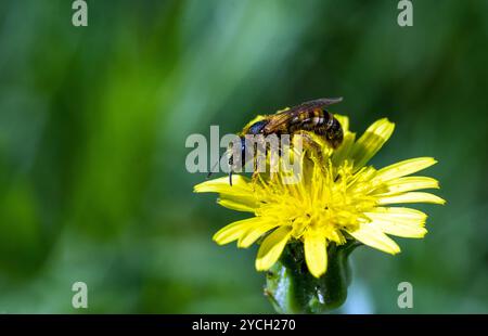 WESTERN Honey Bee on Yellow Flower: Primo piano delle API mellifera su sfondo verde sfocato Foto Stock