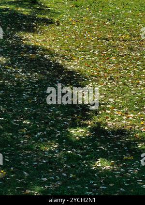 Autunno Ombre: Rami di alberi Casting Patterns on a Grass Field Foto Stock