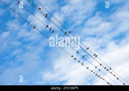 Rondini su fili elettrici contro il cielo blu. Foto Stock