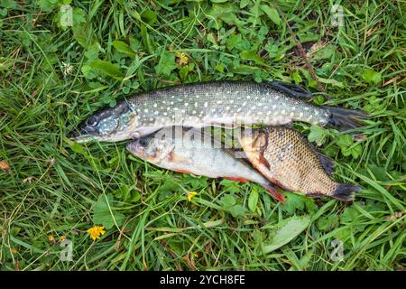 Pesci di acqua dolce sull'erba verde Foto Stock