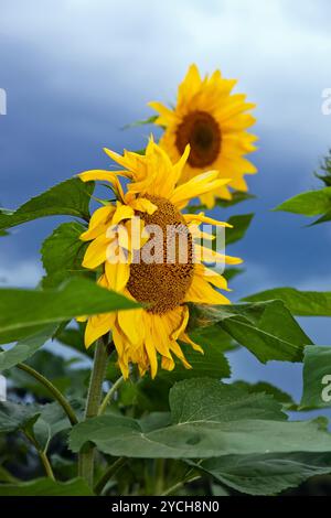 Bel colore giallo dei girasoli contro sfondo con cielo nuvoloso Foto Stock