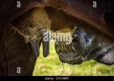 Primo piano di un vitello che suzione da una mucca, con una profondità di campo bassa Foto Stock