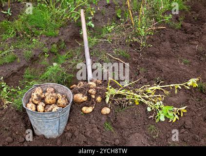 Primo raccolto di produzione biologica per le patate di primizia Foto Stock