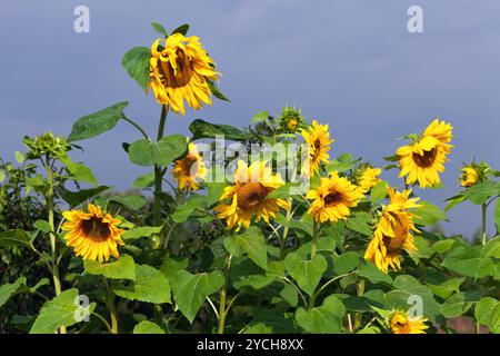 Vivace giallo dei girasoli contro sfondo con cielo nuvoloso Foto Stock