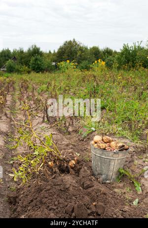 Primo raccolto di produzione biologica per le patate di primizia Foto Stock