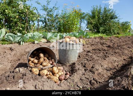 Primo raccolto di produzione biologica per le patate di primizia Foto Stock