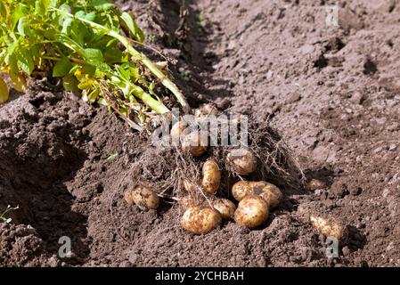 Primo raccolto di produzione biologica per le patate di primizia Foto Stock