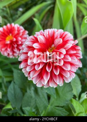 Bellissime dahlia rosse e bianche che crescono nel bel mezzo dell'erba verde lunga. Foto Stock