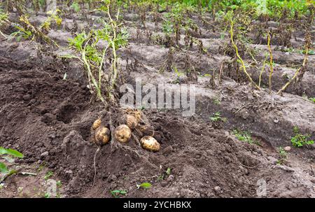 Primo raccolto di produzione biologica per le patate di primizia Foto Stock