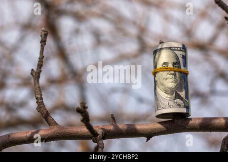 un rotolo di dollari appesi a un ramo d'albero Foto Stock