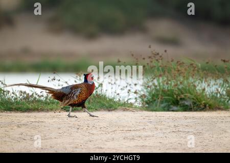 Fagiano dal collo dell'anello solitario che cammina attraverso le rive sabbiose di un lago presso i laghi di al Qudra a Dubai, Emirati Arabi Uniti. Chiamato anche Phasianus colchicu Foto Stock