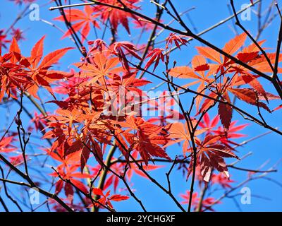 foglie d'acero rosso contro il cielo azzurro in autunno giorno di sole Foto Stock