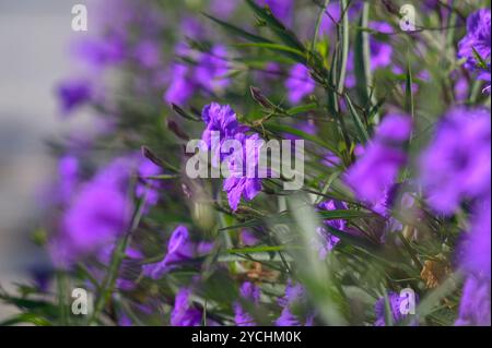 Una raffica di fiori viola fiorisce sotto il sole caldo, i loro colori vibranti contrastano splendidamente con il verde che li circonda, evocando Foto Stock