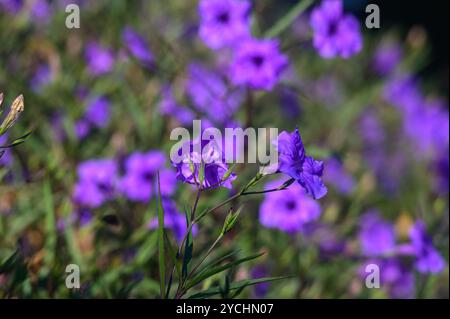 I fiori viola oscillano dolcemente nella brezza, le loro vivaci sfumature illuminano il giardino sotto il caldo abbraccio del sole. L'arte della natura si sviluppa a del Foto Stock