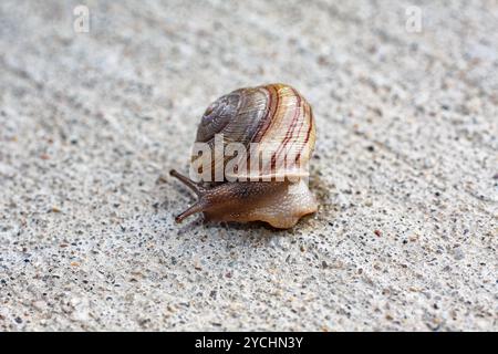 Primo piano di una piccola lumaca con un guscio a strisce, che scorre all'aperto su un marciapiede ruvido e ruvido. Foto Stock