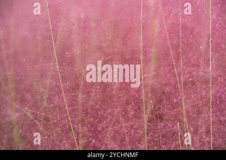 Muhlenbergia capillaris rosa. Hairawn Muhly erba vegetale fiorisce sfondo Foto Stock