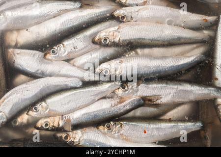Piccole acciughe di pesce salate in marinata sotto copertura Foto Stock