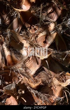 La luce del sole filtra attraverso le foglie, evidenziando le ricche texture a strati della corteccia delle palme, rivelando un'accattivante miscela di arte della natura Foto Stock