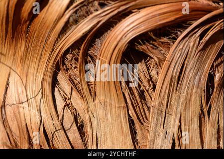 Delicati fili di fronde di palme secche si intrecciano con grazia, mostrando calde tonalità terrose illuminate dalla delicata luce del sole pomeridiano, creando un testo Foto Stock