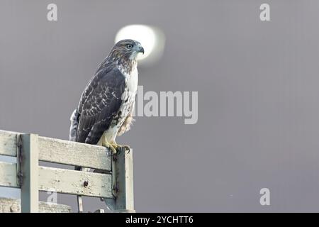 Falco dalla coda rossa (Buteo jamaicensis) arroccato su una recinzione di legno. Foto Stock