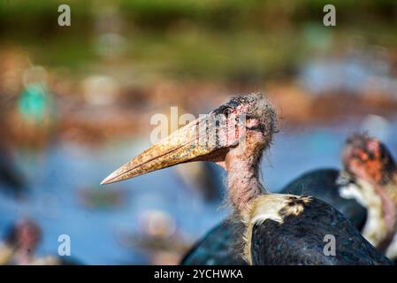 MARABOU STORK- ( Leptoptilos crumeniferus) primo piano - Kampala Uganda Foto Stock