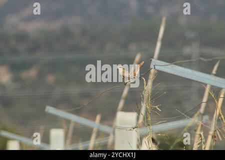 Uccello robin dalla coda ruvida appollaiato su un cavo in un vigneto. Cercotrichas galactotes. Foto Stock