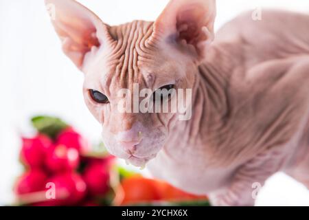 Il gatto sphinx mangiare cetriolo fresco Foto Stock