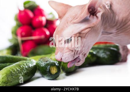 Il gatto sphinx mangiare cetriolo fresco Foto Stock