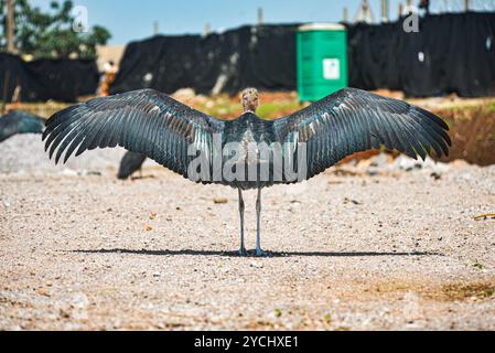 MARABOU STORK- ( Leptoptilos crumeniferus) - Kampala Uganda Foto Stock