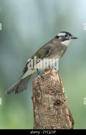 Bulbul Pycnonotus sinensis con ventilazione leggera Foto Stock