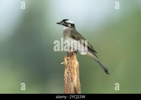 Bulbul Pycnonotus sinensis con ventilazione leggera Foto Stock