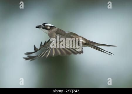 Bulbul Pycnonotus sinensis con ventilazione leggera Foto Stock