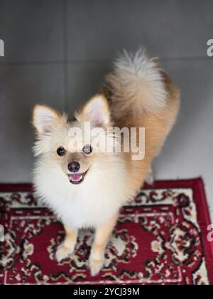 Cane della Pomerania (Shiro) Foto Stock