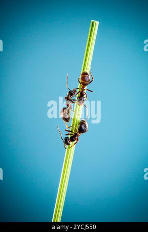 Tre formiche correre intorno alla curva lama verde di erba su uno sfondo blu Foto Stock