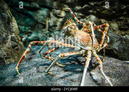 Granchio ragno giapponese - (Macrocheira kaempferi) Foto Stock