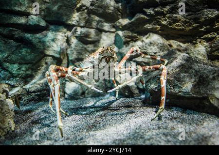 Granchio ragno giapponese - (Macrocheira kaempferi) Foto Stock