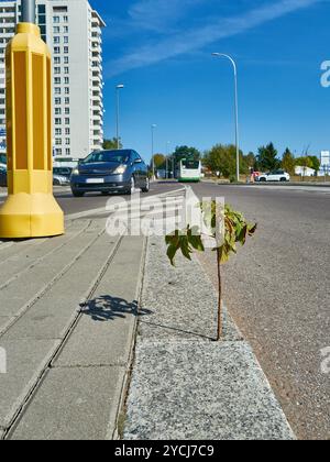 Un piccolo albero sul bordo di una strada asfaltata in città Foto Stock