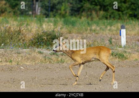 Concept shot sulla fauna selvatica e sul pericolo nelle aree urbane: Un capriolo che corre in direzione di una strada Foto Stock