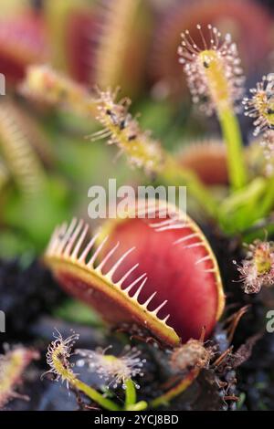 Le trappole e le rughe di venere carnivore Foto Stock