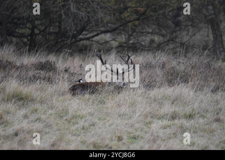 Red Deer Stag (Cervus elaphus) Lying Down Dosing, Head Turned to camera with Magpie on its back, girato in Inghilterra, Regno Unito in autunno Foto Stock