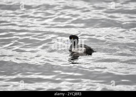 Immagine a livello degli occhi di un anatra tufato (Aythya fuligula) che nuota da destra a sinistra, a destra dell'immagine, scattata su un lago nel Regno Unito in autunno Foto Stock