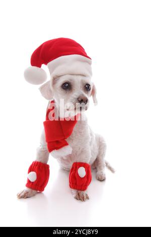 Cane bianco indossando Santa hat, sciarpa e legwarmers Foto Stock
