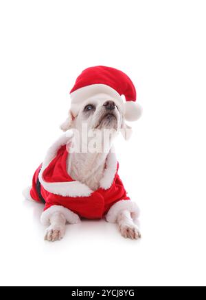 Cane bianco che indossa un babbo natale tuta e guardando in alto Foto Stock