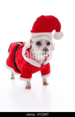 Cane bianco che indossa un rosso e bianco costume di santa Foto Stock