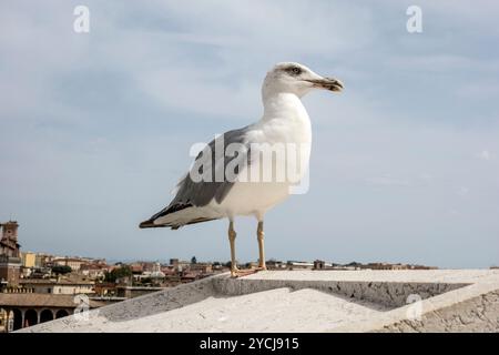 Zampe giallo-gull permanente sulla parte superiore della casa Foto Stock